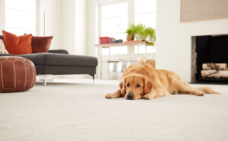 Pet Friendly Carpet